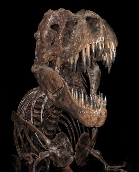 An actual T-rex dinosaur